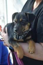 ERIK, Hund, Mischlingshund in Ungarn - Bild 5