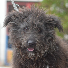 KALENA, Hund, Mischlingshund in Ungarn - Bild 1
