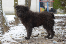 KALENA, Hund, Mischlingshund in Ungarn - Bild 3
