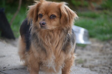 FELIA, Hund, Mischlingshund in Ungarn - Bild 1