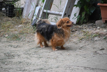 FELIA, Hund, Mischlingshund in Ungarn - Bild 2