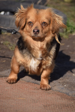 FELIA, Hund, Mischlingshund in Ungarn - Bild 3
