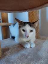 EVA, Katze, Europäisch Kurzhaar in Veitshöchheim - Bild 2