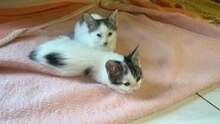 EVA, Katze, Europäisch Kurzhaar in Veitshöchheim - Bild 4