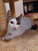 EMILIO, Katze, Europäisch Kurzhaar in Veitshöchheim - Bild 1