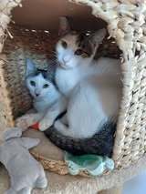 EMILIO, Katze, Europäisch Kurzhaar in Veitshöchheim - Bild 2