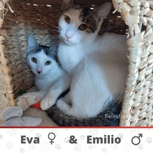 EMILIO, Katze, Europäisch Kurzhaar in Veitshöchheim - Bild 5