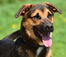 BALUS263, Hund, Mischlingshund in Slowakische Republik - Bild 1