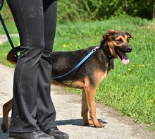 BALUS263, Hund, Mischlingshund in Slowakische Republik - Bild 10