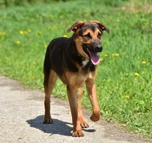 BALUS263, Hund, Mischlingshund in Slowakische Republik - Bild 11