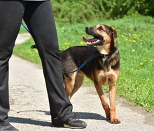 BALUS263, Hund, Mischlingshund in Slowakische Republik - Bild 12