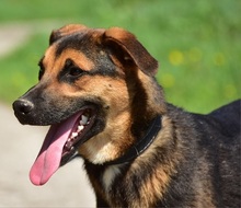 BALUS263, Hund, Mischlingshund in Slowakische Republik - Bild 13