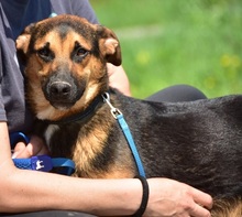 BALUS263, Hund, Mischlingshund in Slowakische Republik - Bild 14