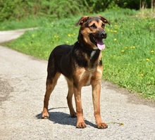 BALUS263, Hund, Mischlingshund in Slowakische Republik - Bild 2