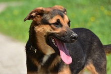 BALUS263, Hund, Mischlingshund in Slowakische Republik - Bild 3