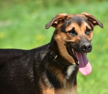 BALUS263, Hund, Mischlingshund in Slowakische Republik - Bild 4