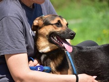 BALUS263, Hund, Mischlingshund in Slowakische Republik - Bild 5