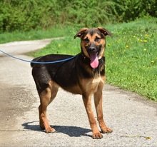 BALUS263, Hund, Mischlingshund in Slowakische Republik - Bild 6