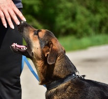 BALUS263, Hund, Mischlingshund in Slowakische Republik - Bild 7
