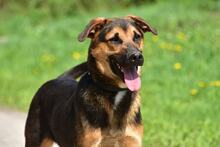 BALUS263, Hund, Mischlingshund in Slowakische Republik - Bild 8