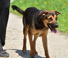 BALUS263, Hund, Mischlingshund in Slowakische Republik - Bild 9
