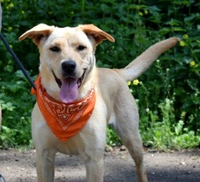 BARBORKA, Hund, Labrador Mischling in Slowakische Republik - Bild 10