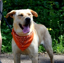 BARBORKA, Hund, Labrador Mischling in Slowakische Republik - Bild 11