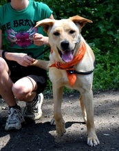 BARBORKA, Hund, Labrador Mischling in Slowakische Republik - Bild 2
