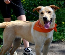 BARBORKA, Hund, Labrador Mischling in Slowakische Republik - Bild 3