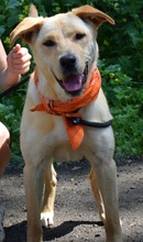 BARBORKA, Hund, Labrador Mischling in Slowakische Republik - Bild 4