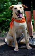 BARBORKA, Hund, Labrador Mischling in Slowakische Republik - Bild 5