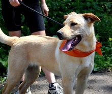 BARBORKA, Hund, Labrador Mischling in Slowakische Republik - Bild 6