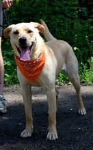 BARBORKA, Hund, Labrador Mischling in Slowakische Republik - Bild 7