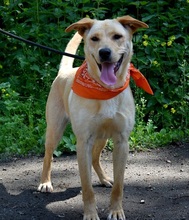 BARBORKA, Hund, Labrador Mischling in Slowakische Republik - Bild 8