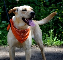BARBORKA, Hund, Labrador Mischling in Slowakische Republik - Bild 9