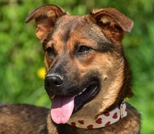 BESSYS262, Hund, Mischlingshund in Slowakische Republik - Bild 1