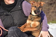 BESSYS262, Hund, Mischlingshund in Slowakische Republik - Bild 10