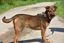 BESSYS262, Hund, Mischlingshund in Slowakische Republik - Bild 2