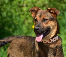 BESSYS262, Hund, Mischlingshund in Slowakische Republik - Bild 3