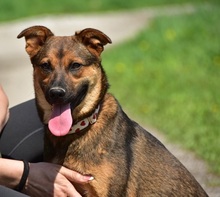 BESSYS262, Hund, Mischlingshund in Slowakische Republik - Bild 4