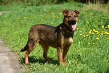 BESSYS262, Hund, Mischlingshund in Slowakische Republik - Bild 5