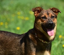 BESSYS262, Hund, Mischlingshund in Slowakische Republik - Bild 6