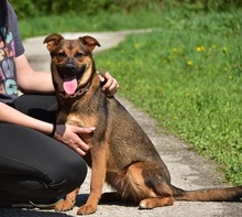 BESSYS262, Hund, Mischlingshund in Slowakische Republik - Bild 7