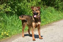 BESSYS262, Hund, Mischlingshund in Slowakische Republik - Bild 8