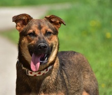 BESSYS262, Hund, Mischlingshund in Slowakische Republik - Bild 9