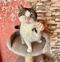 STELLA, Katze, Europäisch Kurzhaar in Belgien - Bild 1