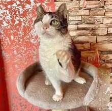 STELLA, Katze, Europäisch Kurzhaar in Belgien - Bild 10