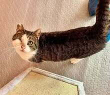 STELLA, Katze, Europäisch Kurzhaar in Belgien - Bild 11