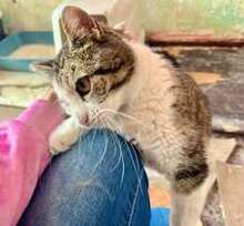 STELLA, Katze, Europäisch Kurzhaar in Belgien - Bild 12