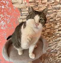 STELLA, Katze, Europäisch Kurzhaar in Belgien - Bild 13